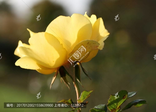 黃玫瑰