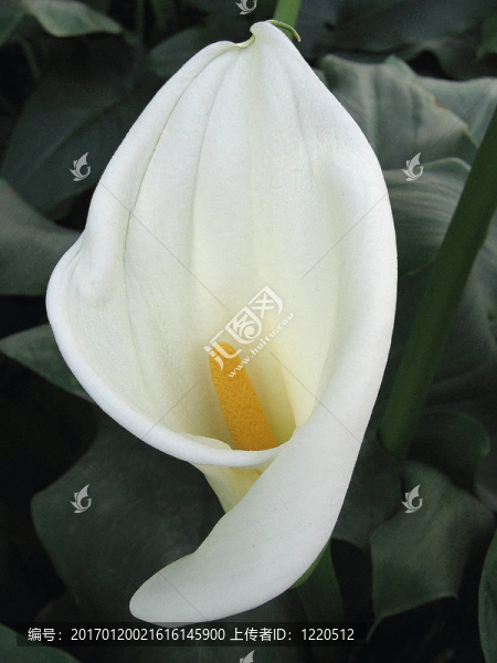 白色是百合