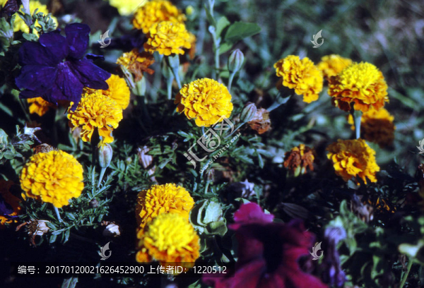 萬壽菊；常見的h-1470