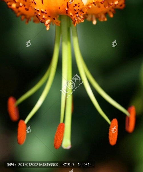 老虎百合花