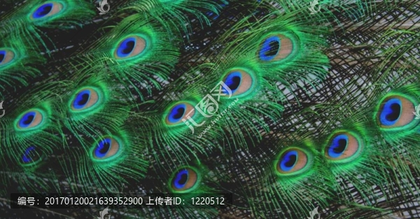 孔雀的羽毛