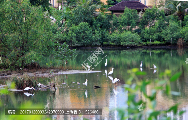 三亞白鷺公園