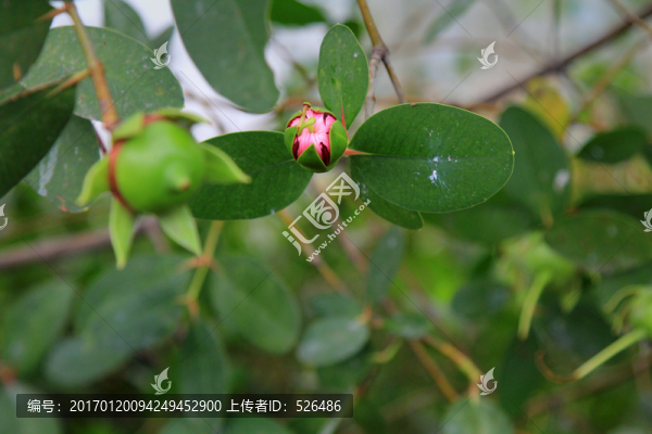 野果