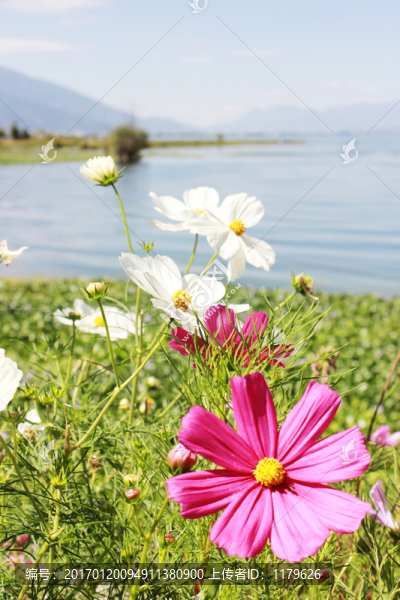 花海岸邊