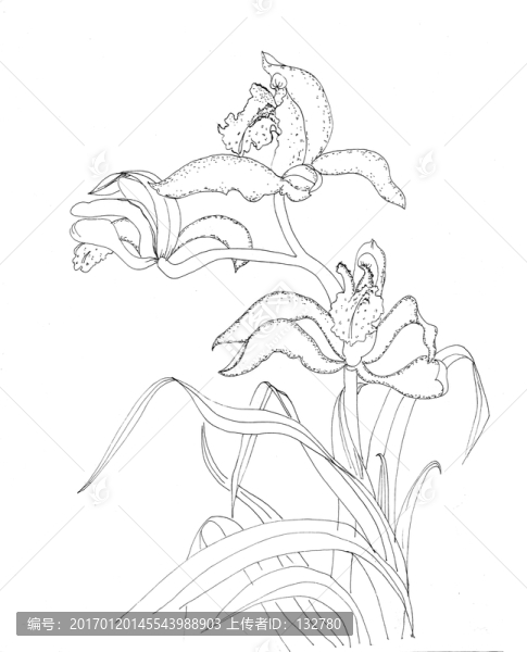 蘭花