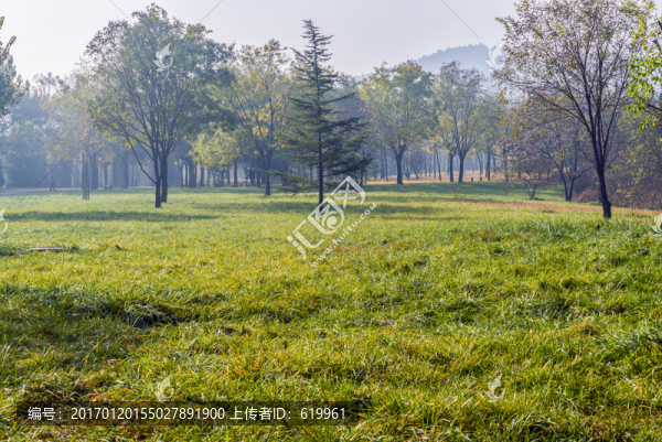 秋天的綠地草坪和樹