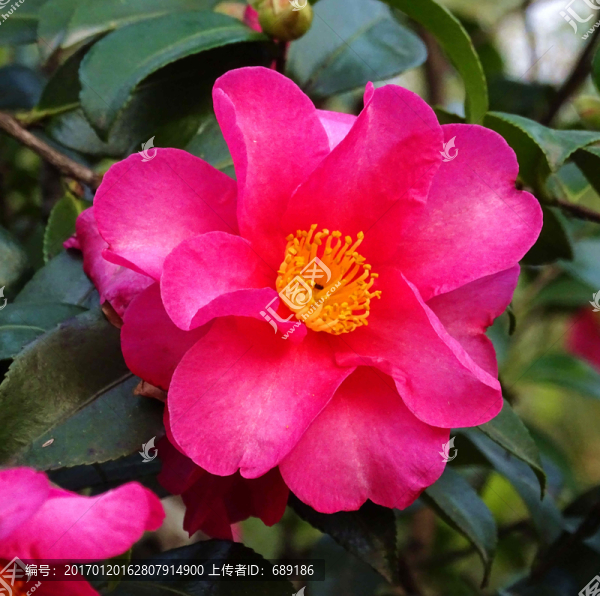 茶花