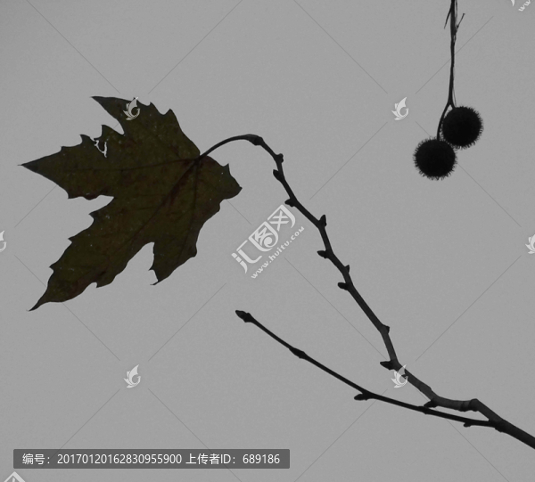 枝葉