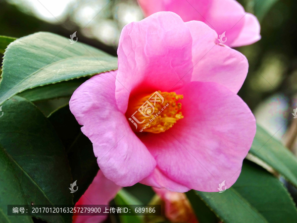 茶花
