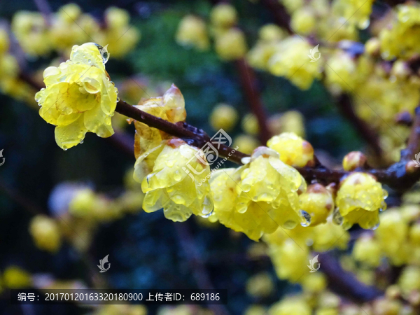 臘梅花