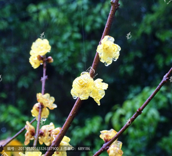 臘梅花