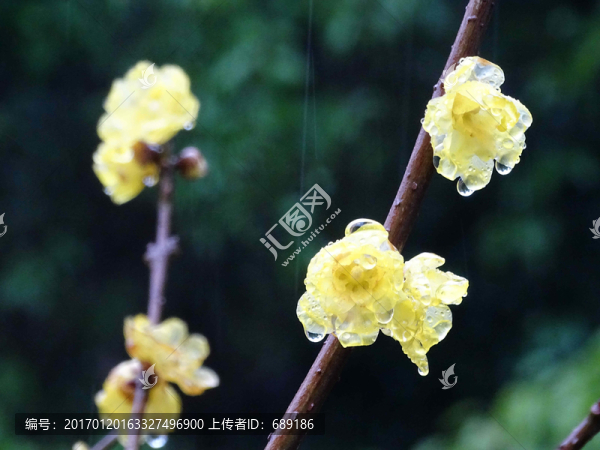 臘梅花