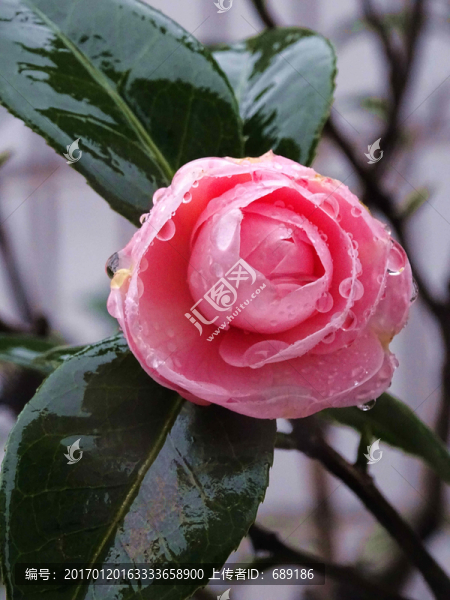 盛開(kāi)的茶花
