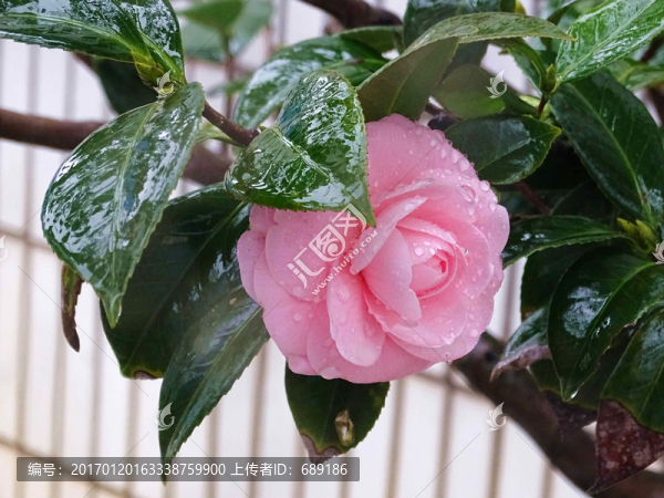 茶花