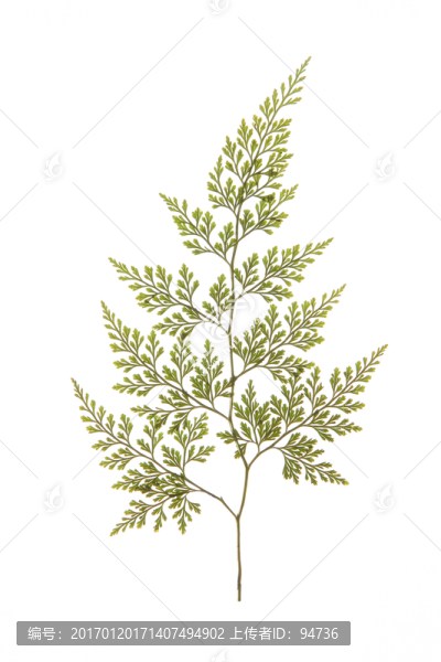 樹(shù)葉
