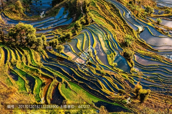 云南元陽(yáng)老虎嘴梯田