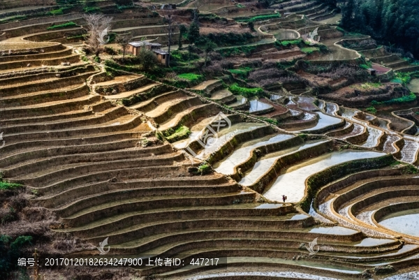 云南元陽箐口梯田