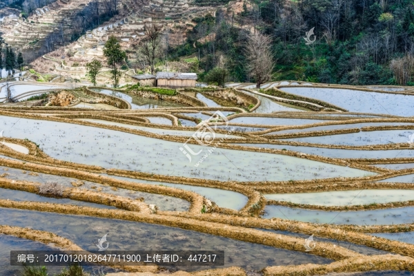 云南元陽箐口梯田
