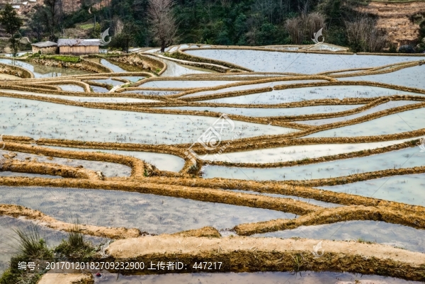 云南元陽(yáng)箐口梯田
