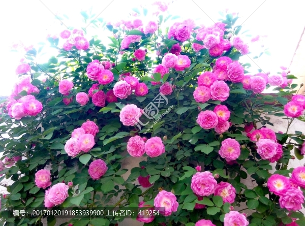 月季花,小月季,玫瑰,花,花卉