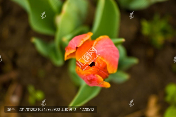 五顏六色的花