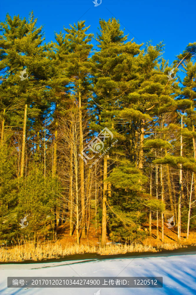 冬季景觀。森林和雪