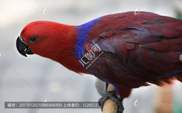 紅藍(lán)紫鸚鵡香港花鳥市場