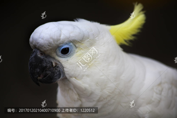 白色鳳頭鸚鵡香港花鳥市場