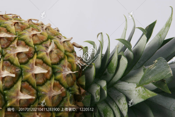 菠蘿；果實(shí)；葉；