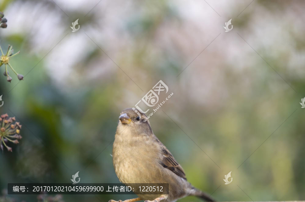麻雀