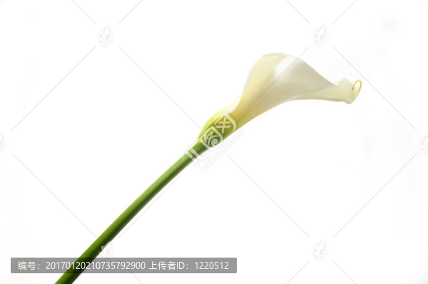 馬蹄蓮