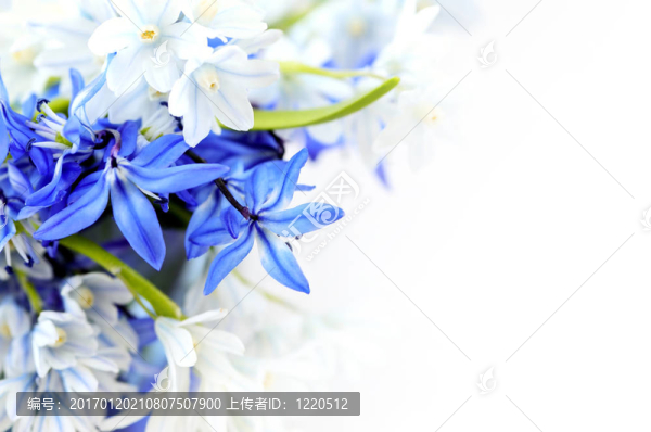 春天的花朵背景