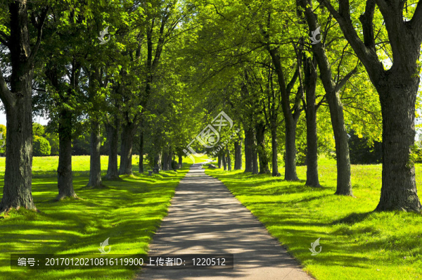 綠色公園路徑