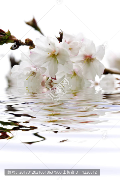 櫻花在水里