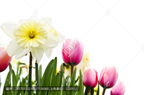 在白色背景的郁金香和水仙花