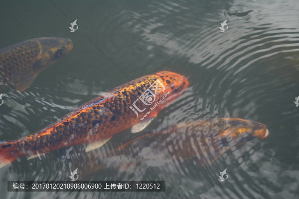 在水里的錦鯉魚