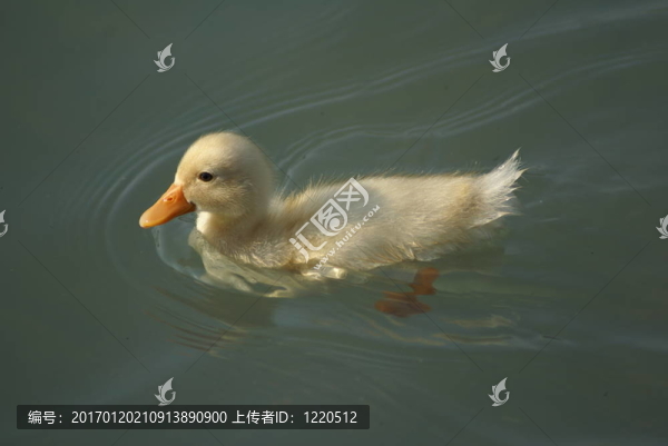 小鴨游泳