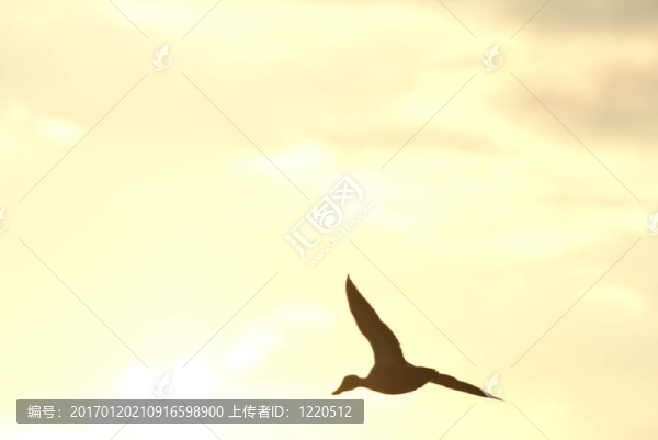 黃色天空中的飛鳥(niǎo)