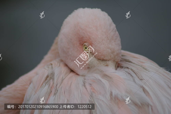 火烈鳥(niǎo)的頭