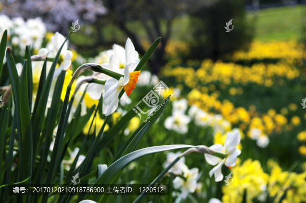 在春園盛開的水仙花