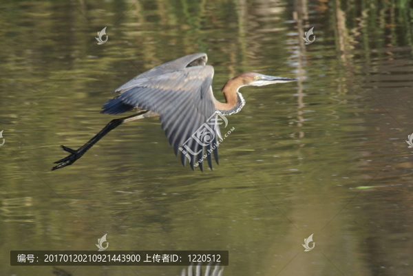 鷺飛
