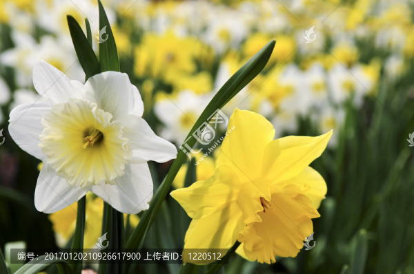 水仙花