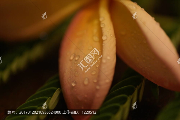 雞蛋花的花瓣和液滴