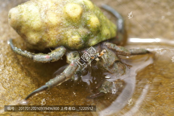 水寄居蟹