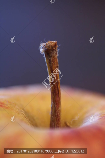 蘋果莖特寫