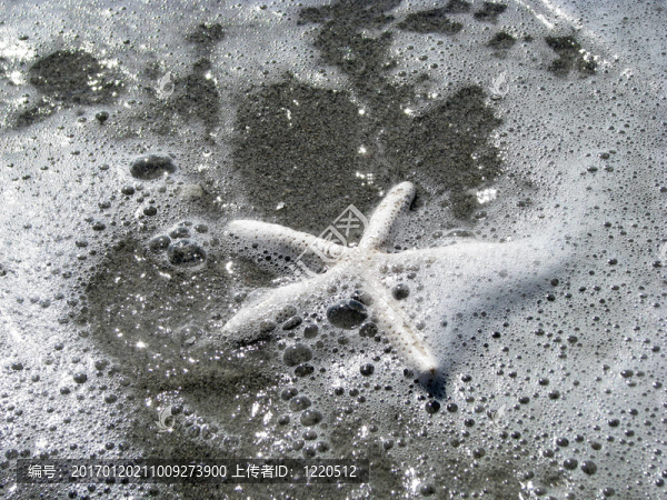 海星