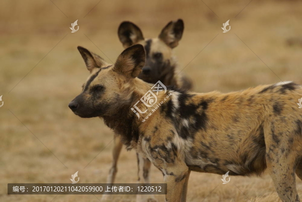 兩將狗-匯圖網(wǎng) www.fosd68.com 兩將狗