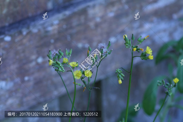 黃色的小花朵