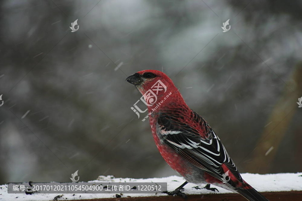 Pine,Grosbeak鳥