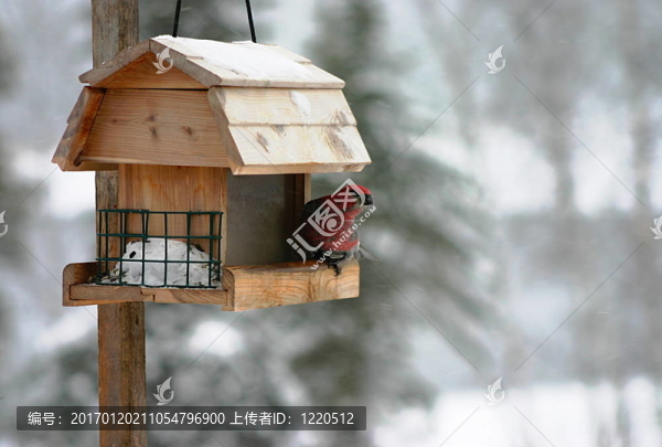 Pine,Grosbeak在喂鳥(niǎo)-匯圖網(wǎng) www.fosd68.com Pine,Grosbeak在喂鳥(niǎo)